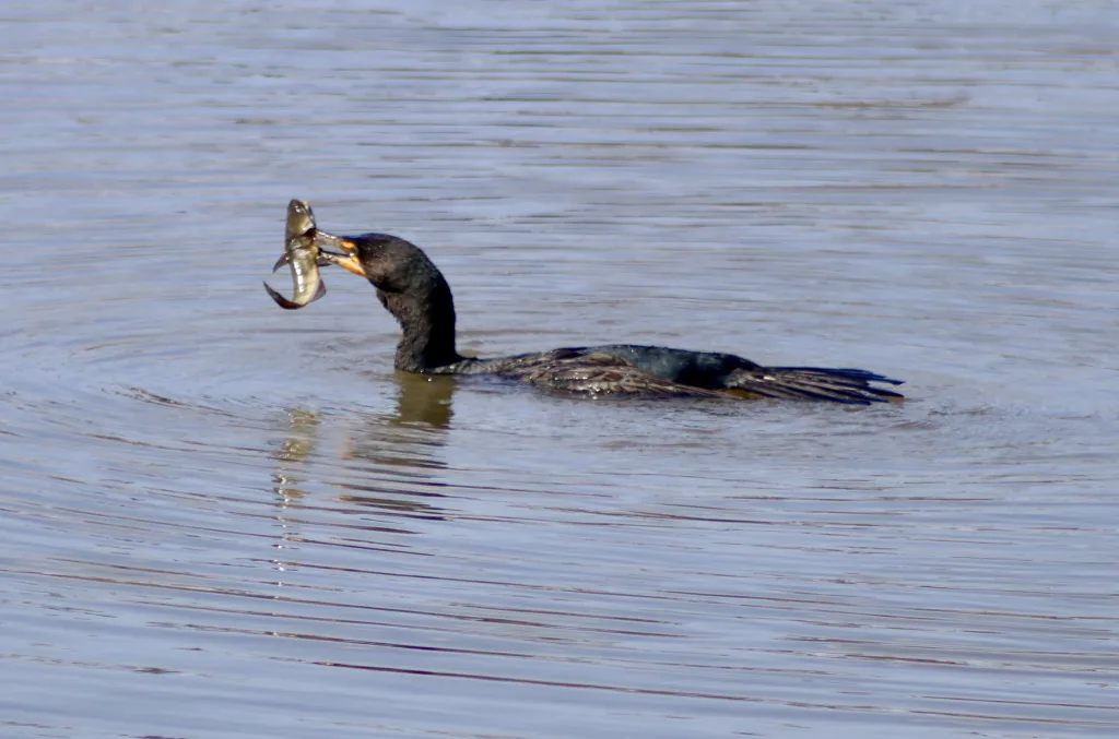 Double Crested Cormorant Bachman Lake