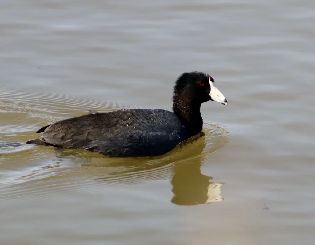 Duck at Bachman Lake