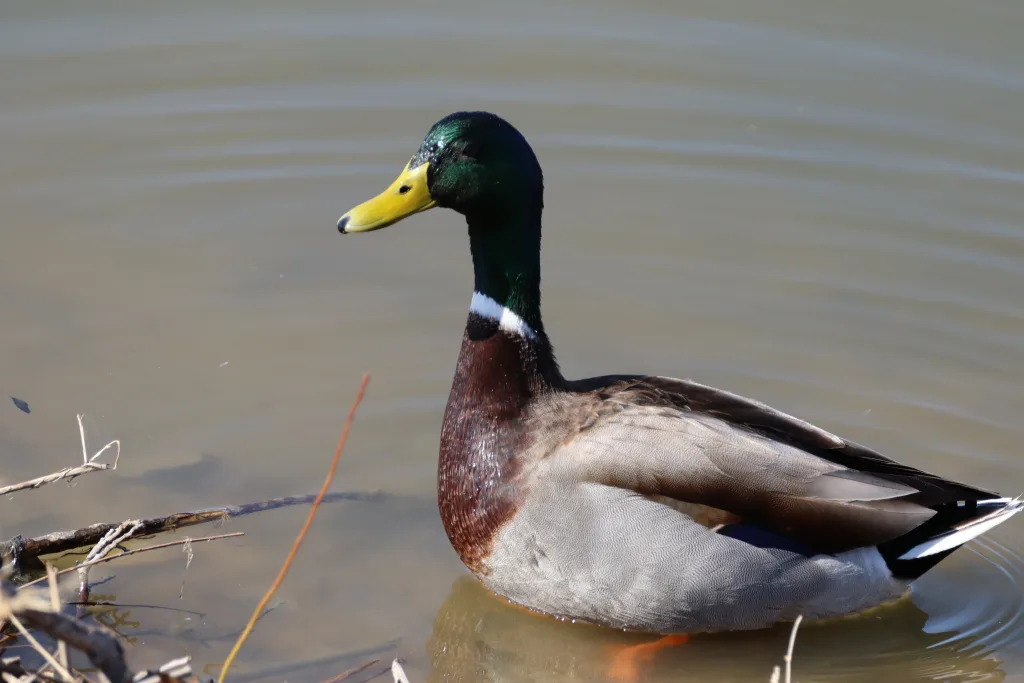 Duck at Bachman Lake