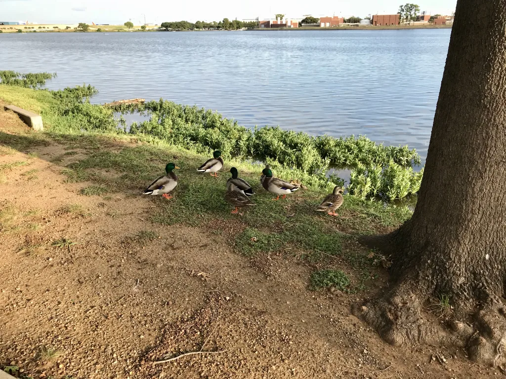 Ducks at Bachman Lake