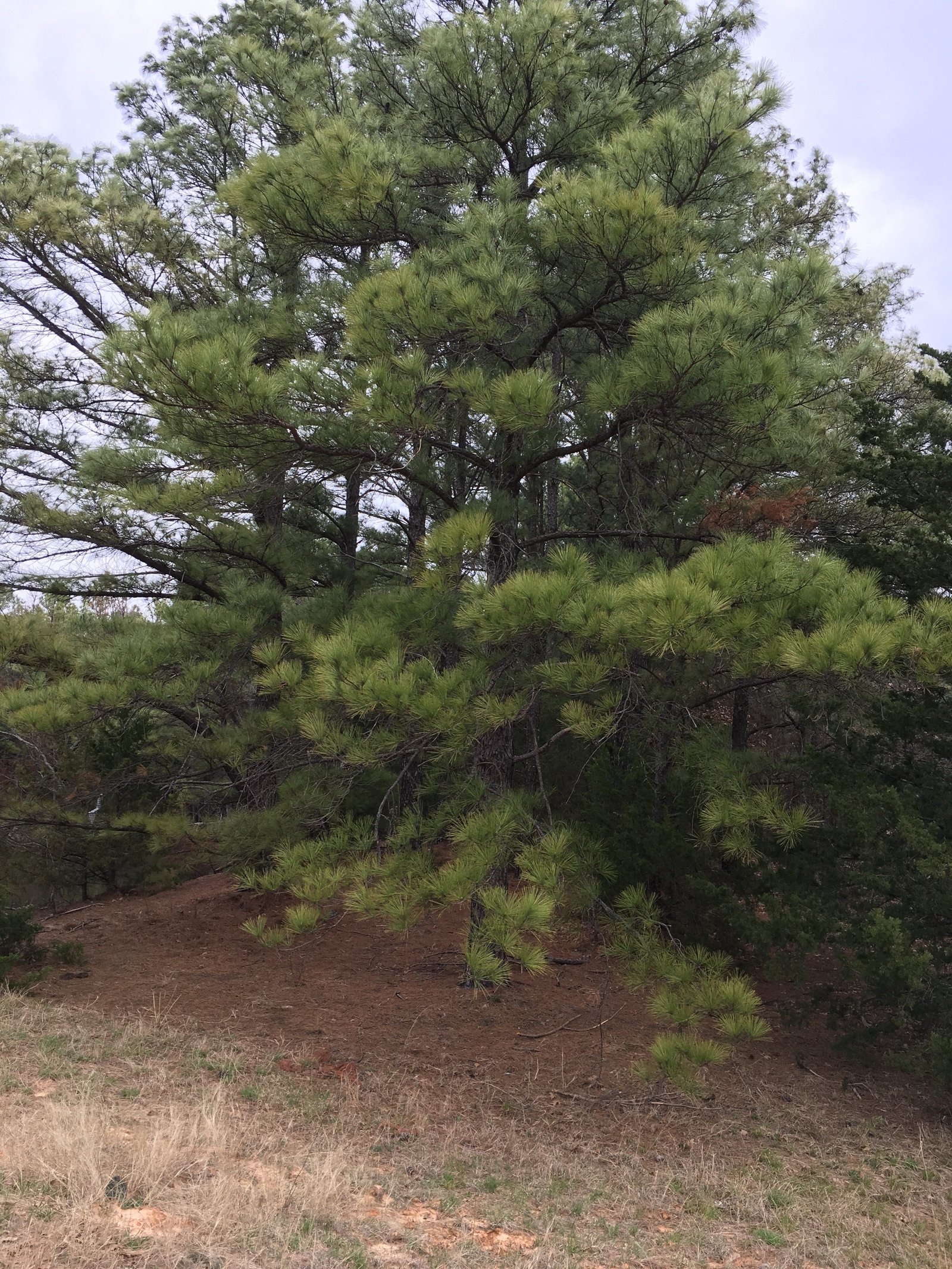 Spruce at LBJ Grasslands