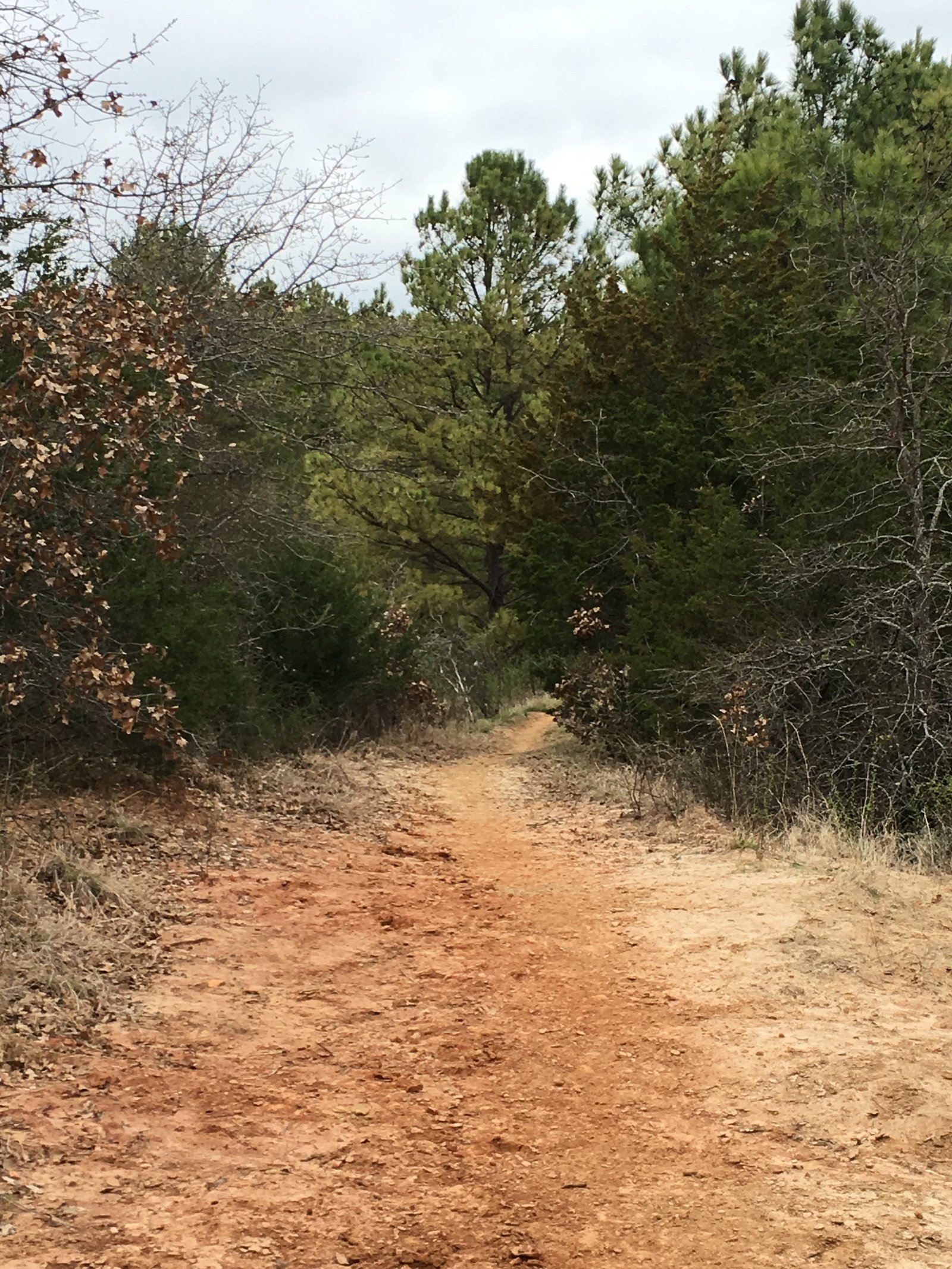 Trail by Spruce at LBJ Grasslands