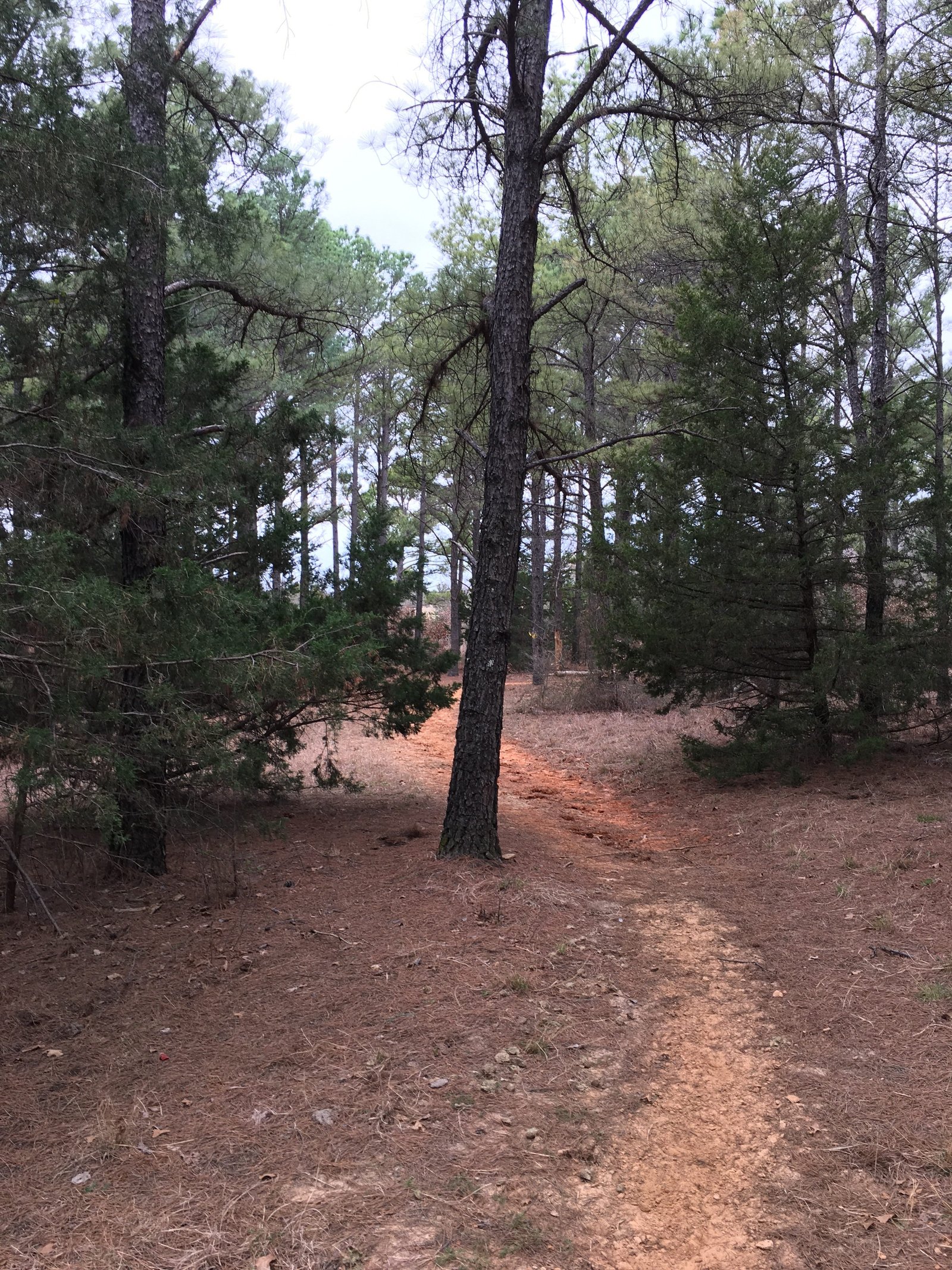 Forested Area of LBJ Grasslands