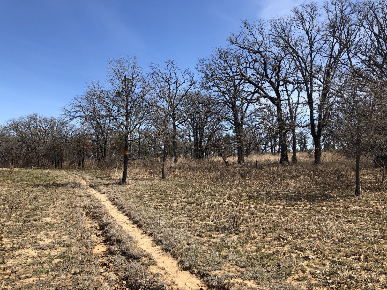 Trail at LBJ Grasslands