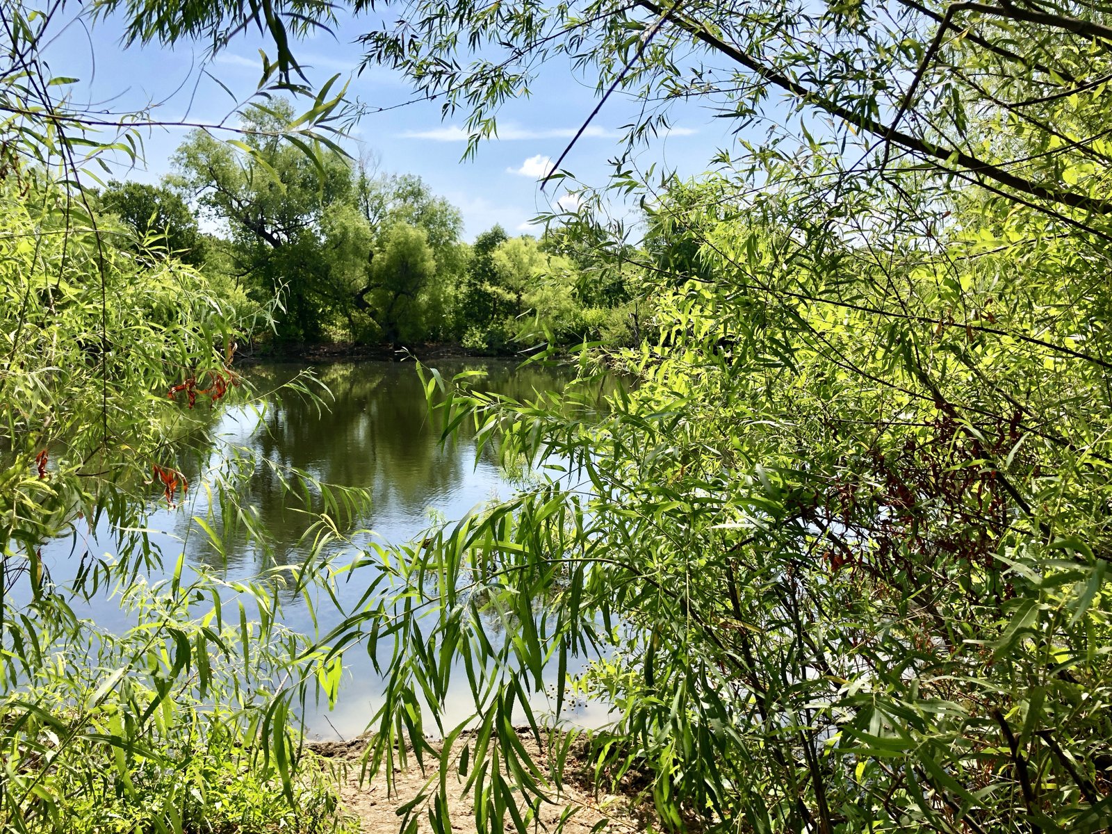 The pond at Arbor Hills