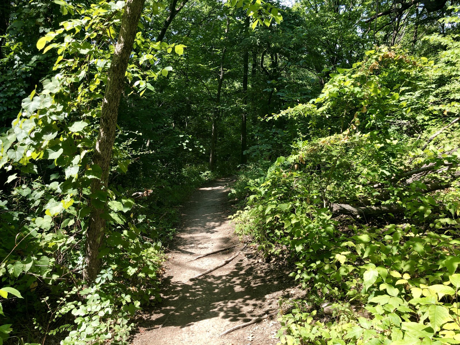 Forest Trail at Arbor Hills