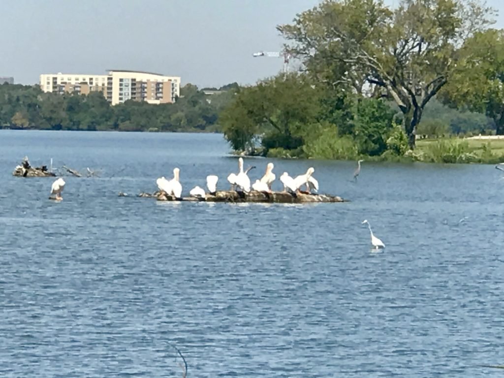 White Rock Lake: Birds on the lake