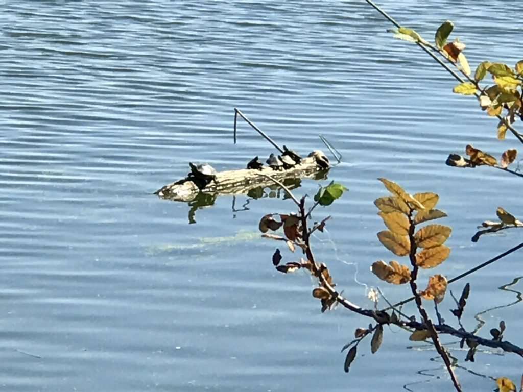 White Rock Lake: Turtles on the lake