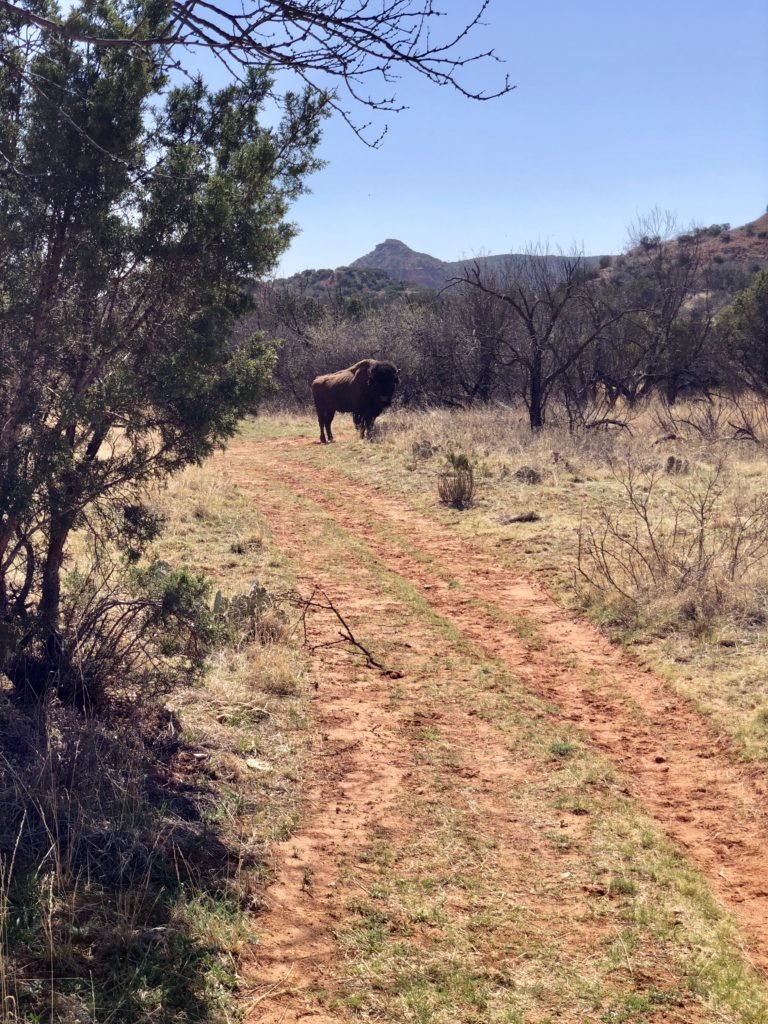 Buffalo at Caprock Canyon State Park