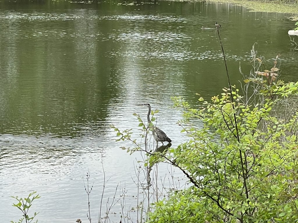 Trinity River Audubon Center Heron