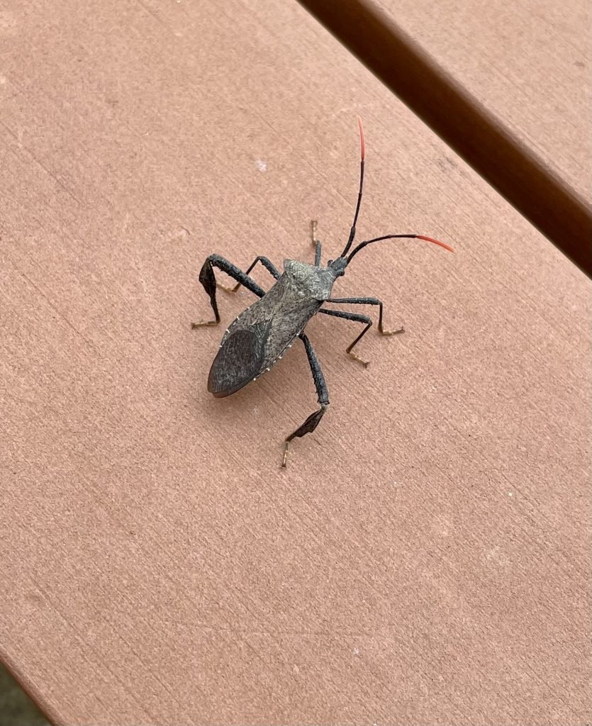 Bug at Trinity River