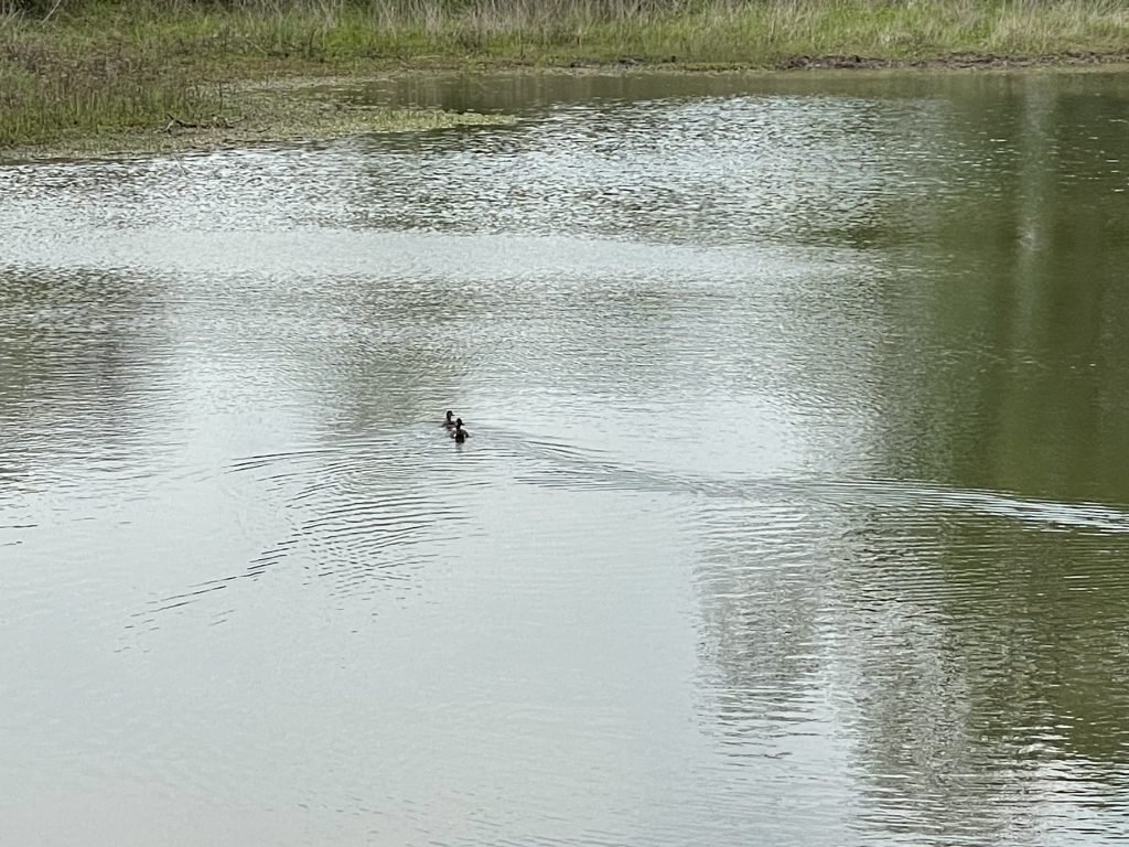 Duck at Trinity River Audubon Center