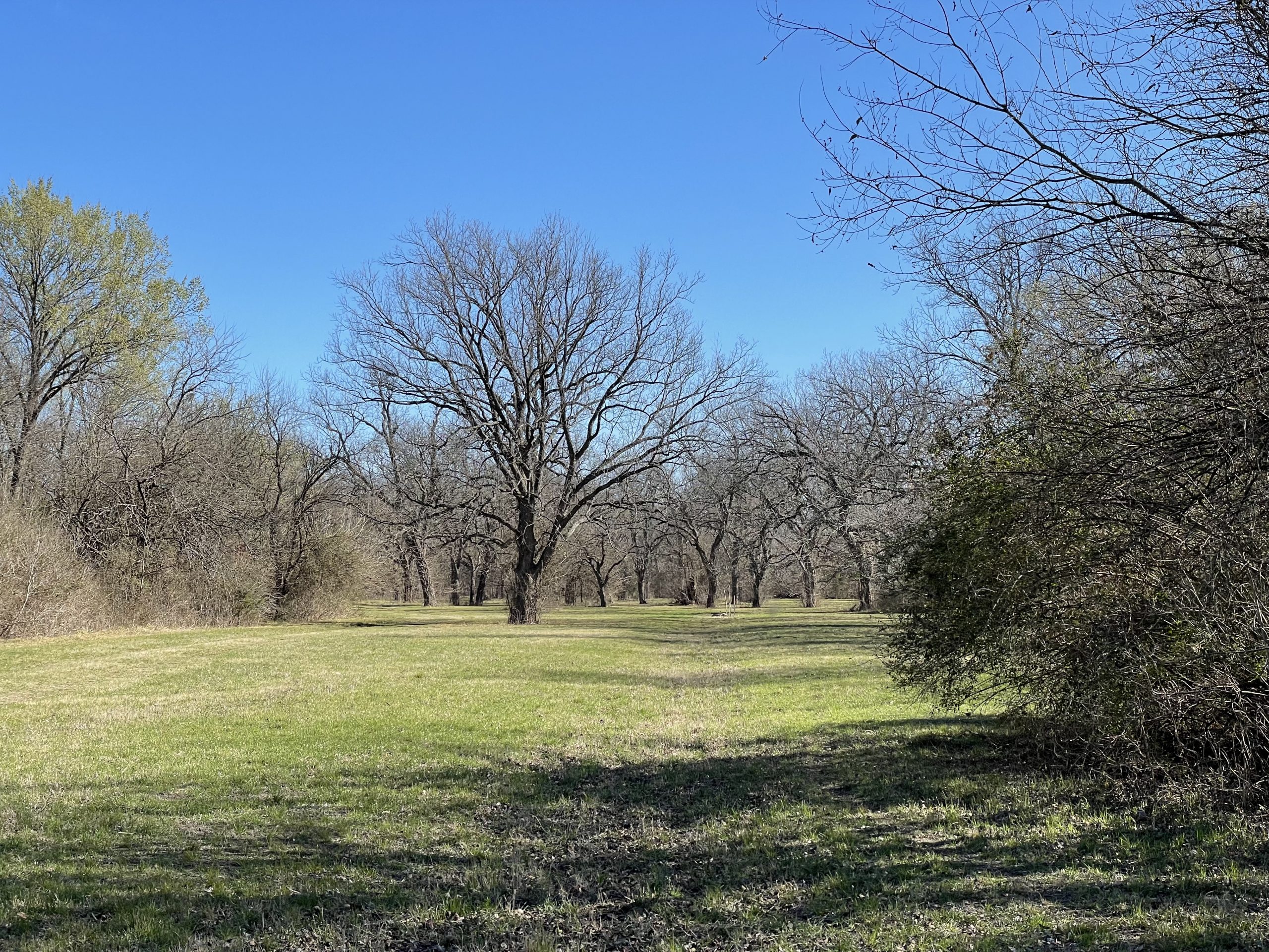 Pecan Tree at Cottonwood Creek