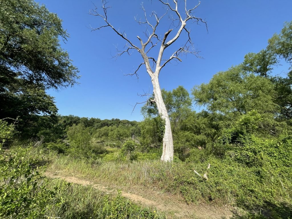 Rocky Point Lake Trail - Tree
