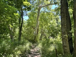 Trinity Trail at Lake Lavon