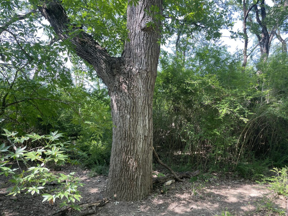 Texas Buckeye Trail