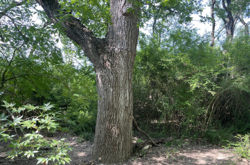 Texas Buckeye Trail