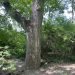 Texas Buckeye Trail
