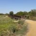 Colony Shoreline Trail - Bridge