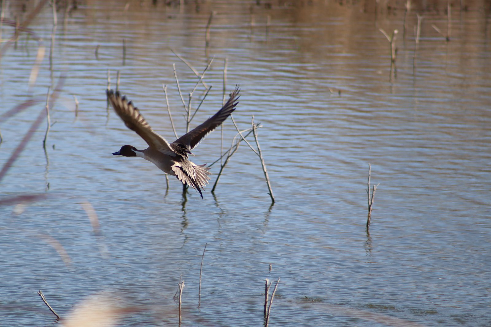 Village Creek Drying Beds Northern Pintail