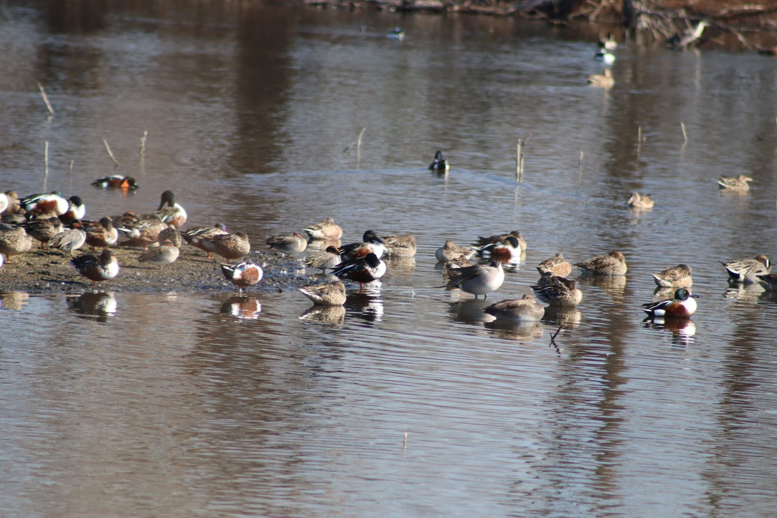 Village Creek Drying Beds Ducks
