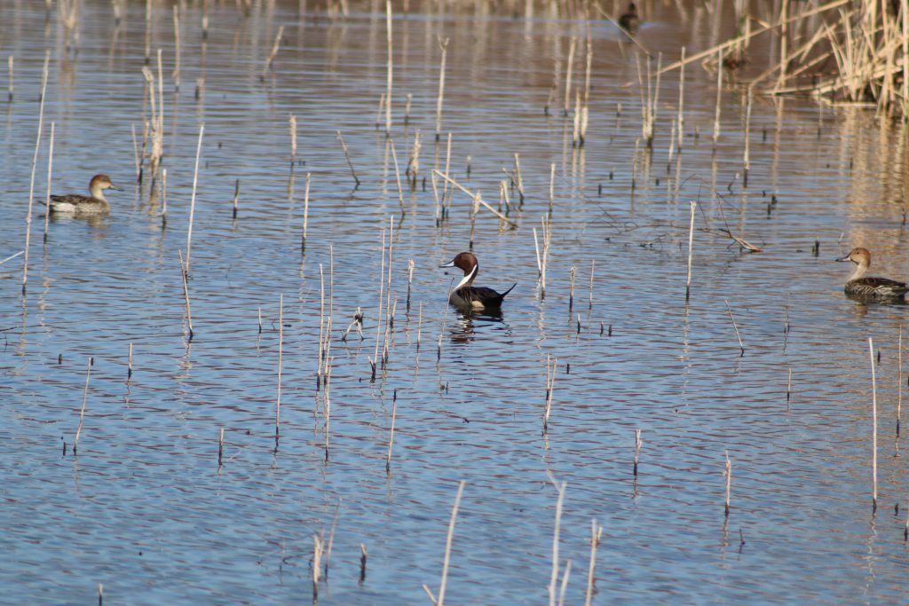 Village Creek Drying Beds Northern Pintail
