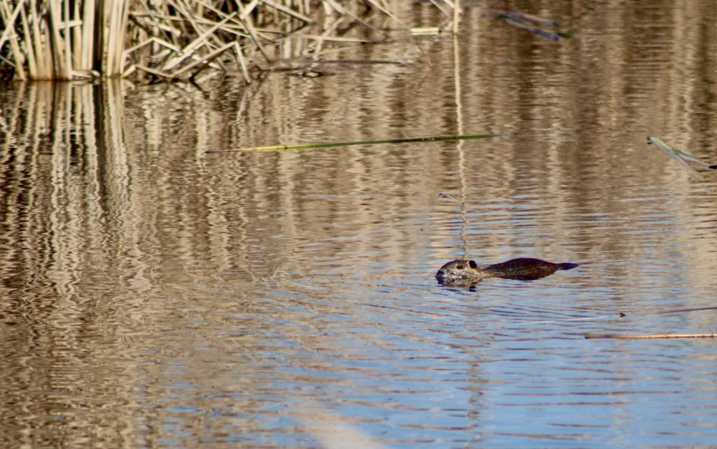 Nutria at Village Creek Drying Beds