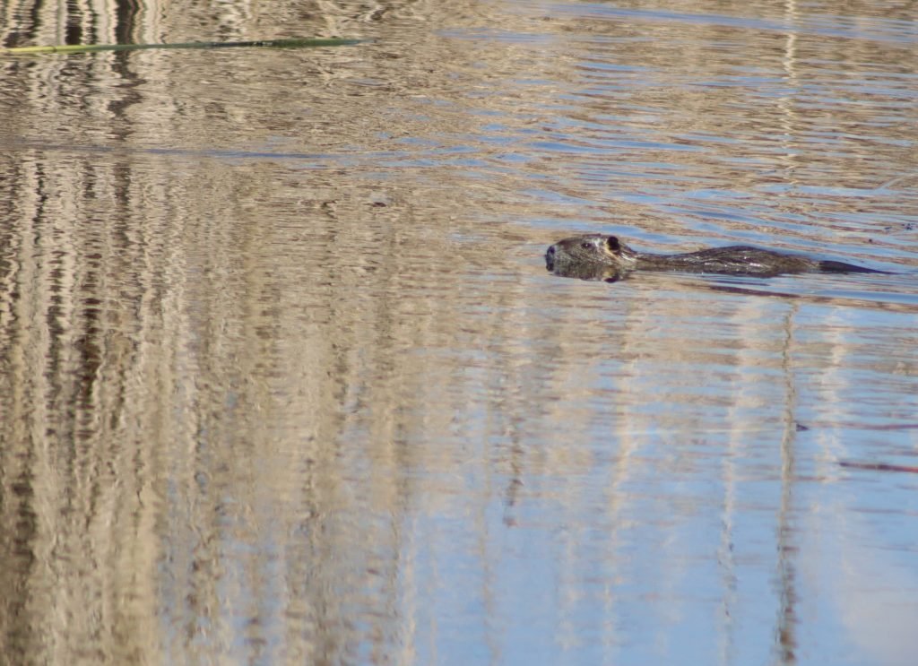 Nutria at Village Creek Drying Beds