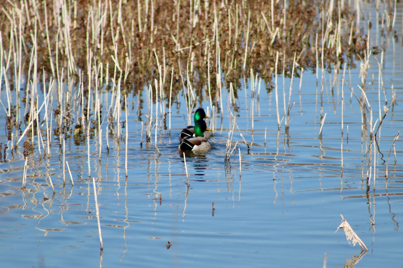 Village Creek Drying Beds Mallard