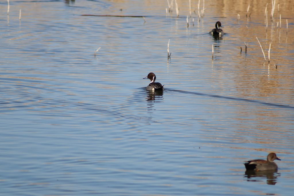 Village Creek Drying Beds Northern Pintail Duck
