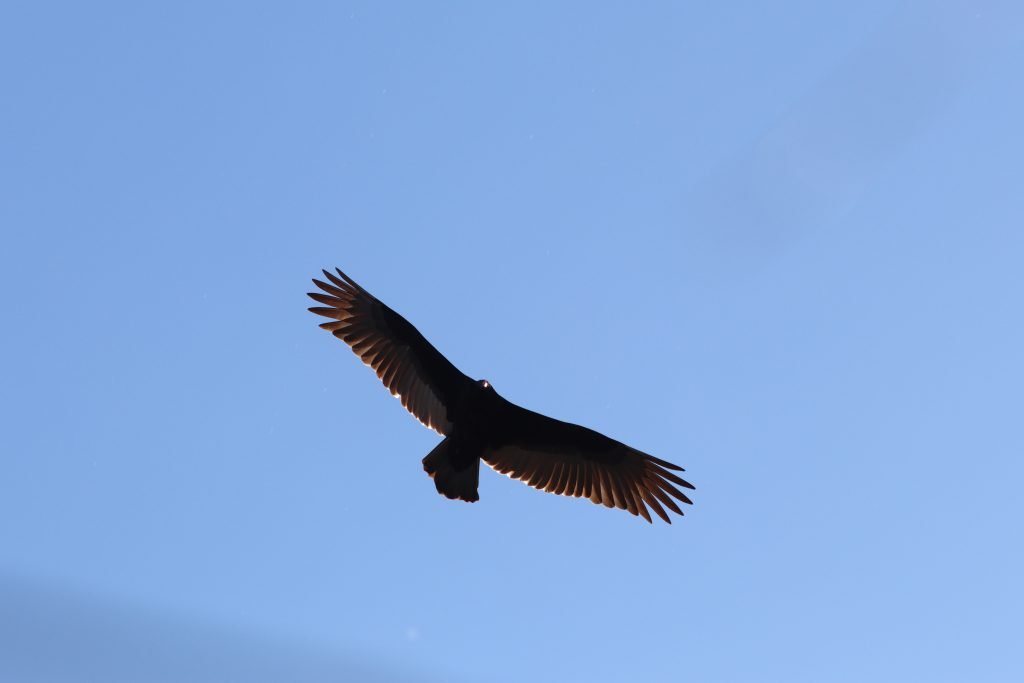 Village Creek Drying Beds Turkey Vulture