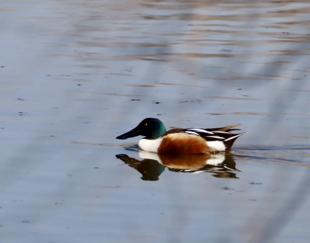 Northern Shoveler at Village Creek Drying Beds