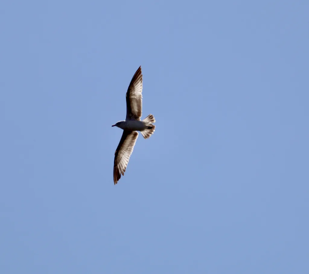 Gull at Village Creek Drying Beds