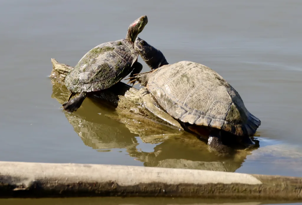 Turtles at Village Creek Drying Beds