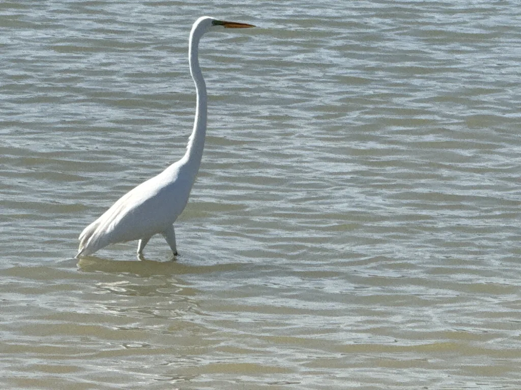 Great Egret at Cypress Waters