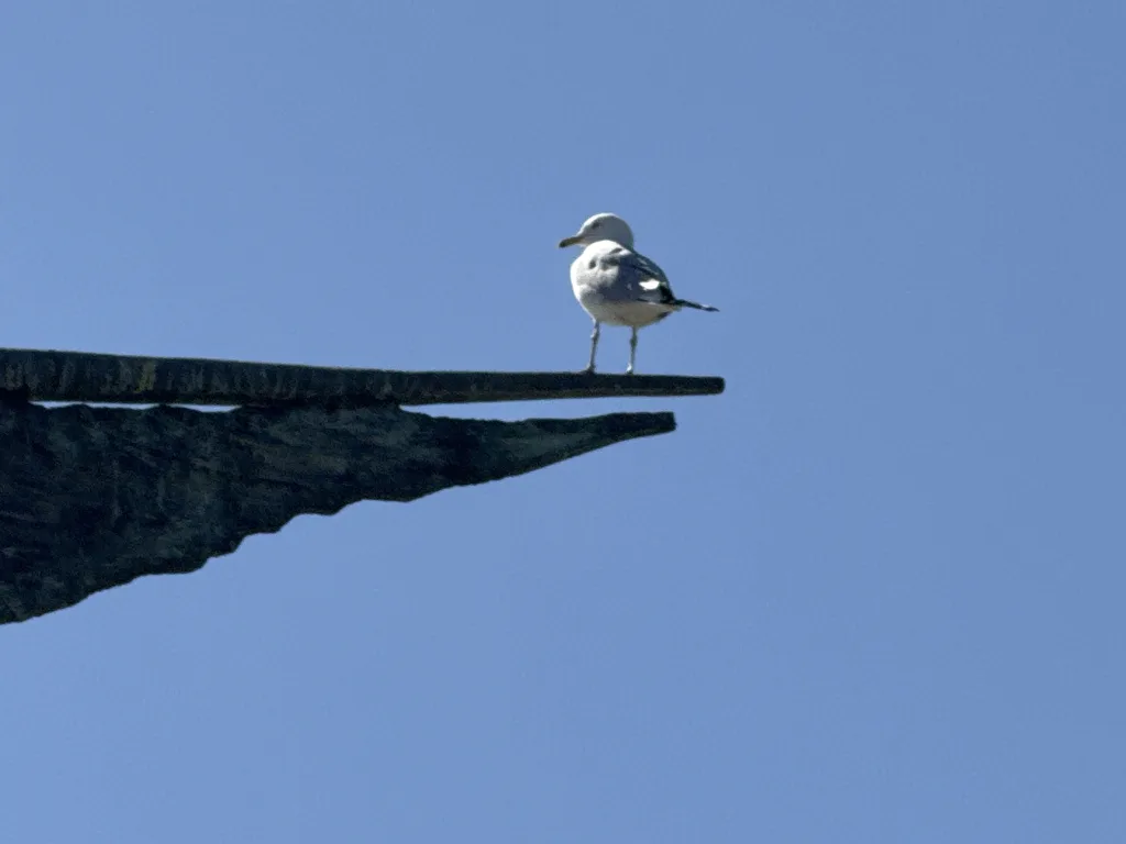 Ring-billed Gull Cypress Waters