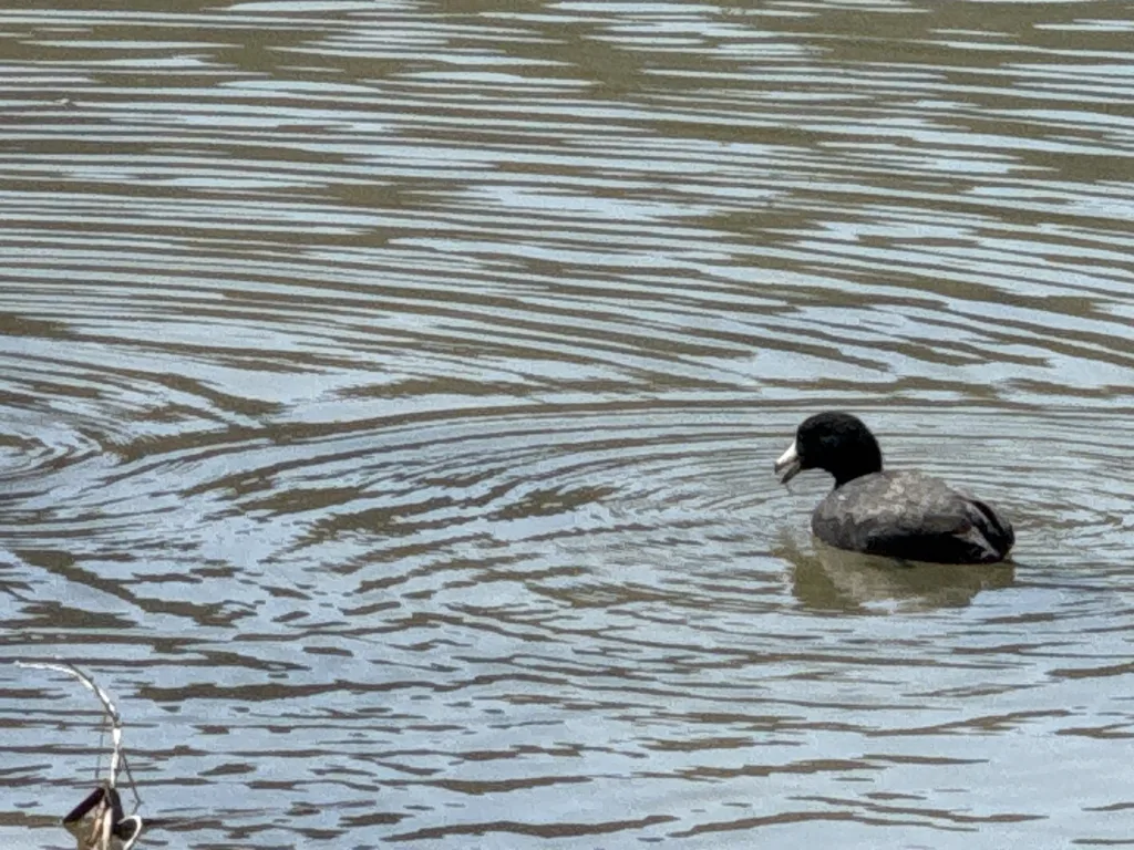 American Coot Cypress Waters