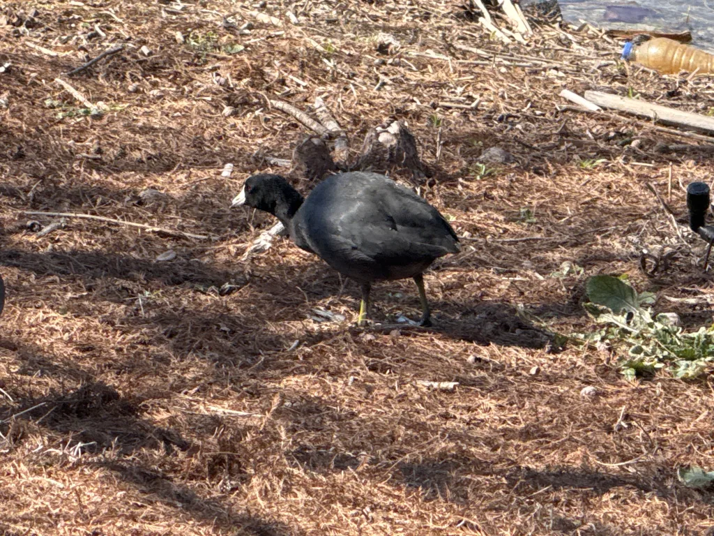 American Coot at Cypress Waters