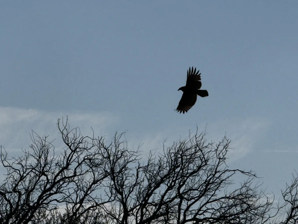 Turkey Vulture at Cypress Waters