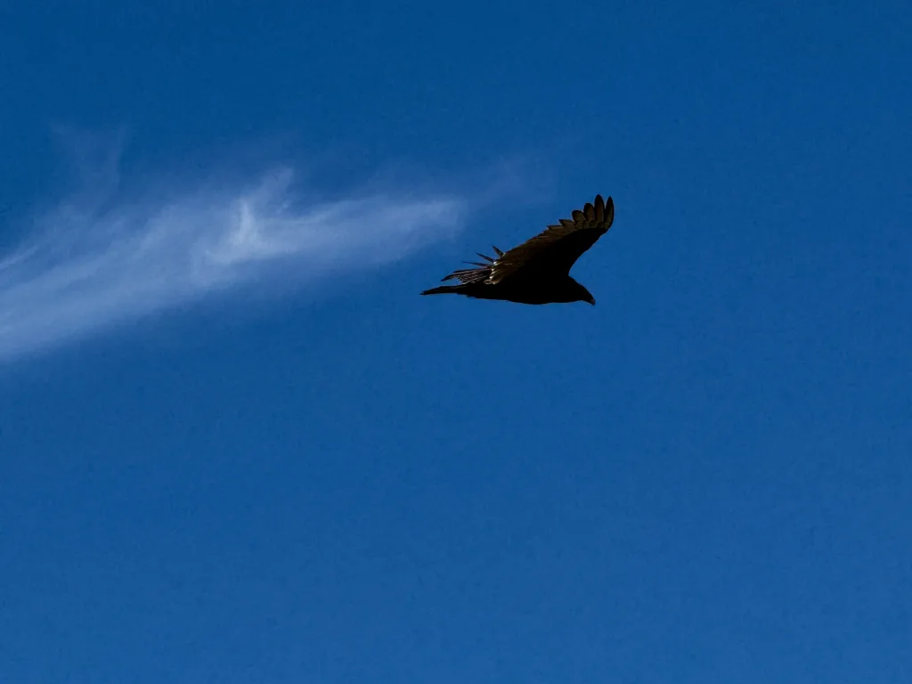 Turkey Vulture at Cypress Waters