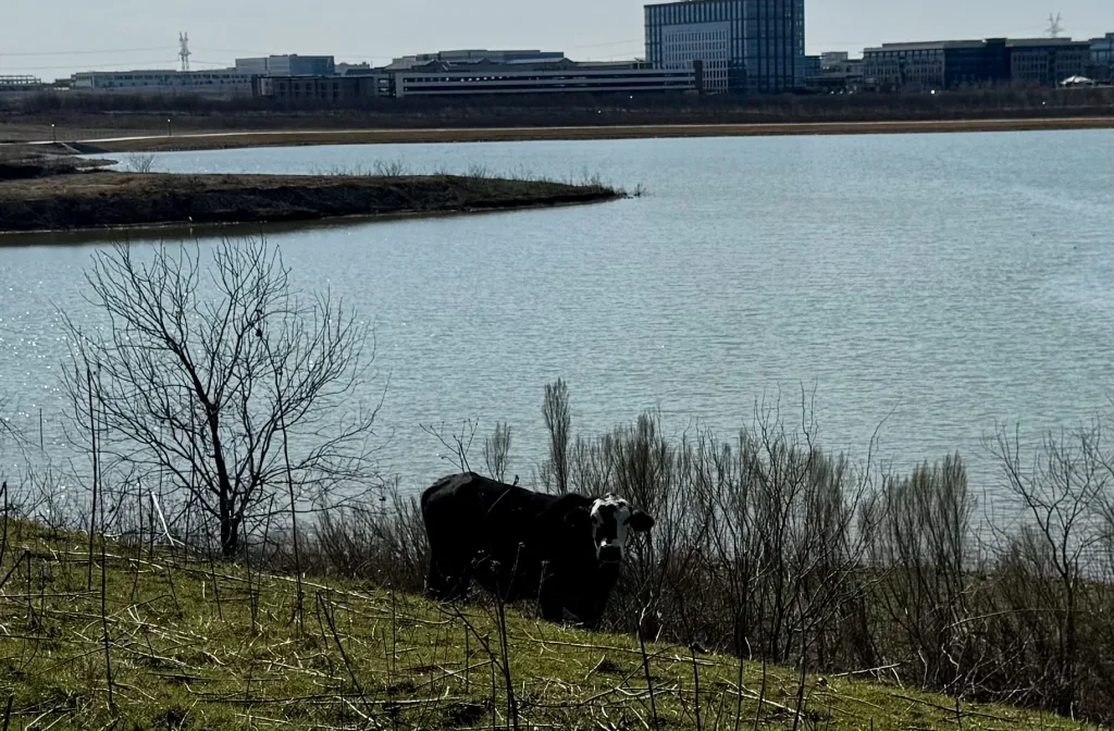 Cow at Cypress Waters