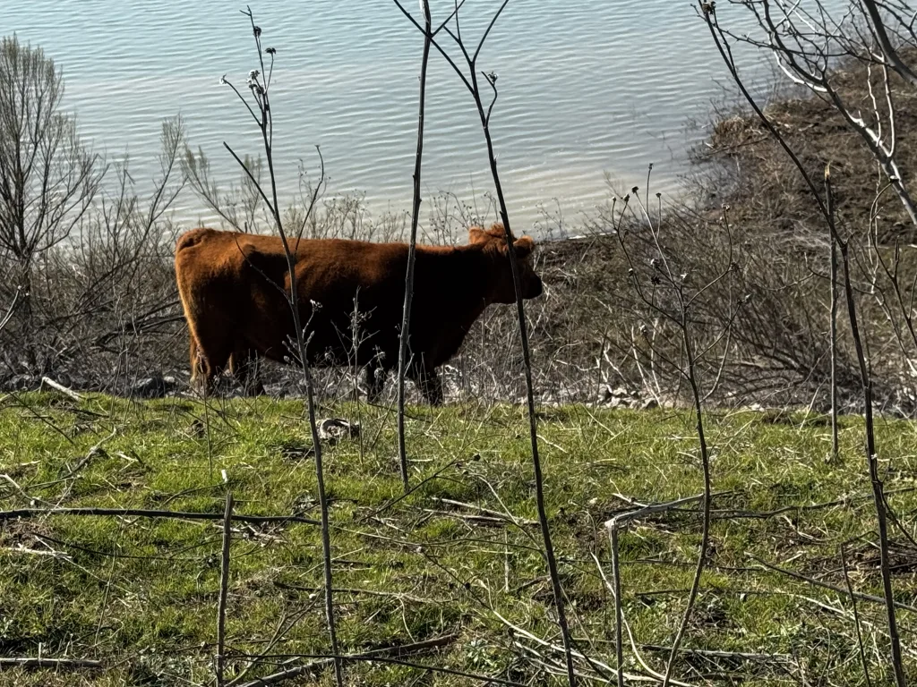Cow at Cypress Waters