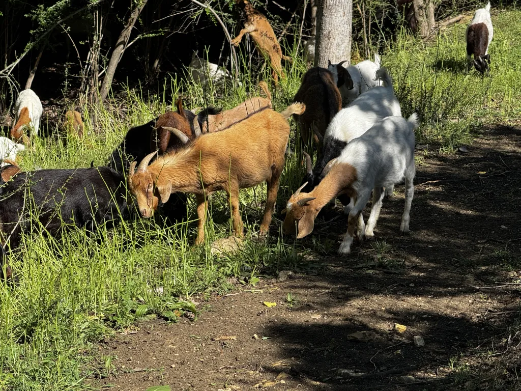 Goats at Bachman Greenbelt
