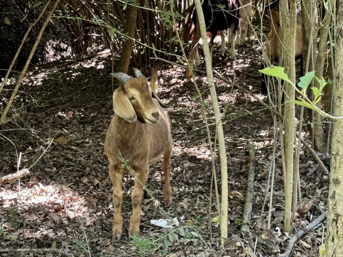 Goat at Bachman Greenbelt