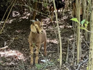 Goat at Bachman Greenbelt