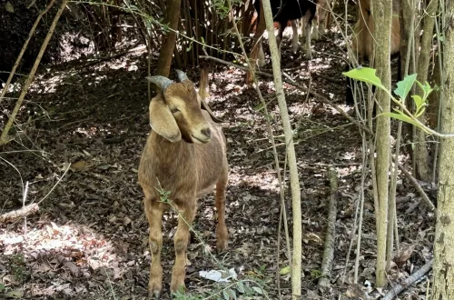 Goat at Bachman Greenbelt