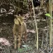 Goat at Bachman Greenbelt