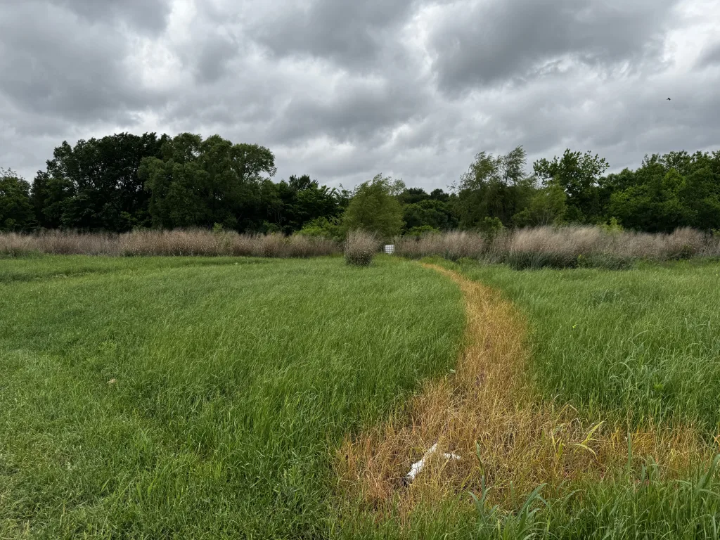 Connamera Meadow