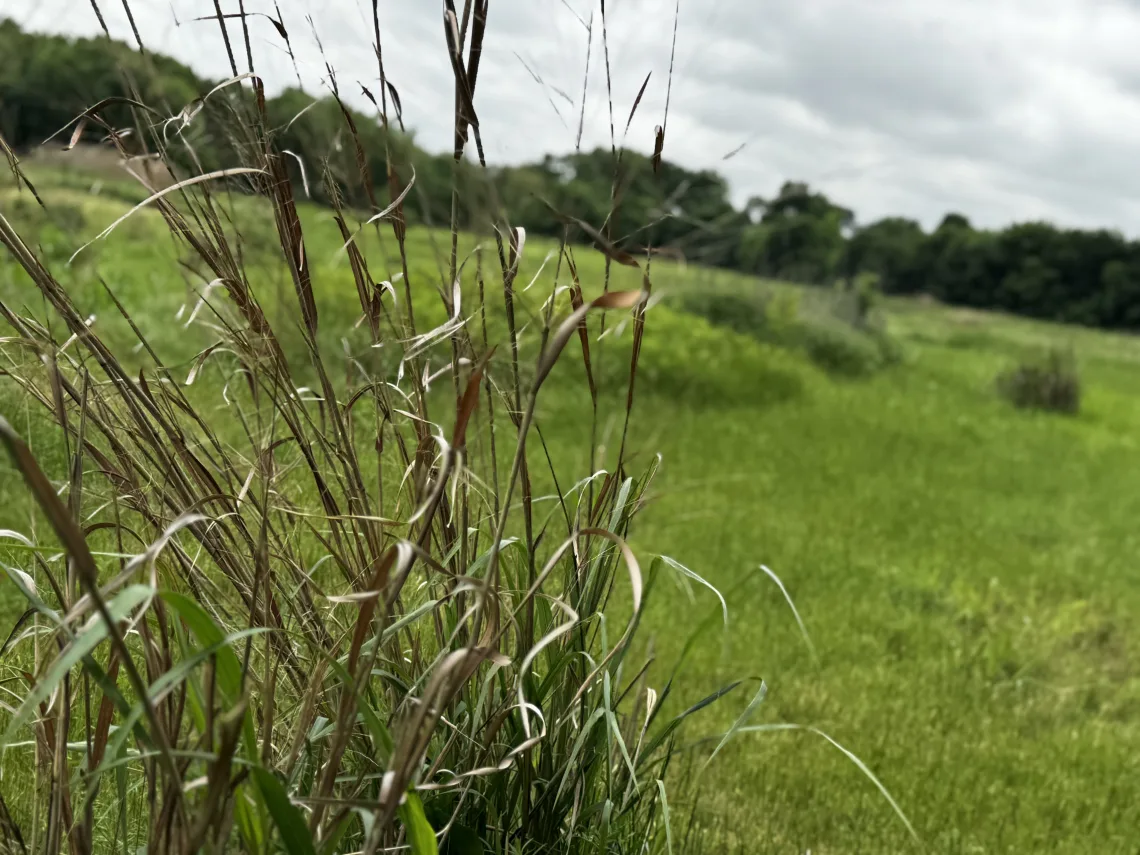 Connemara Meadow