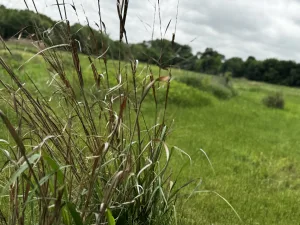 Connemara Meadow